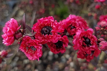 Leptospermum Wiri Kerry.jpg